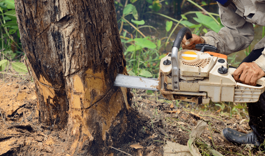 <p style="font-family: 'Poppins', sans-serif; font-weight: 700; font-size:24px;">TREE REMOVAL</p>